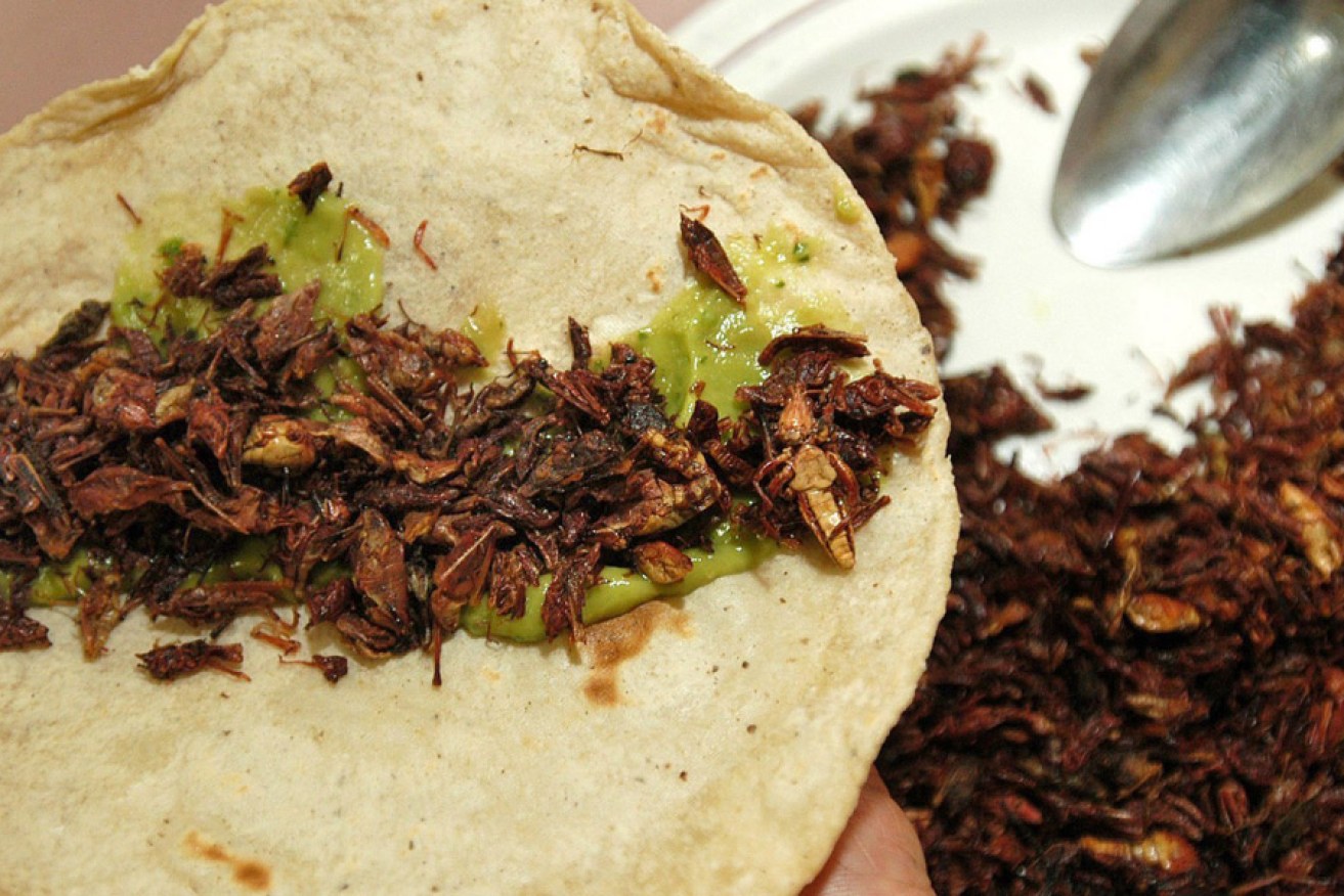 Grasshopper tortillas are a specialty in Mexico. Photo: AAP