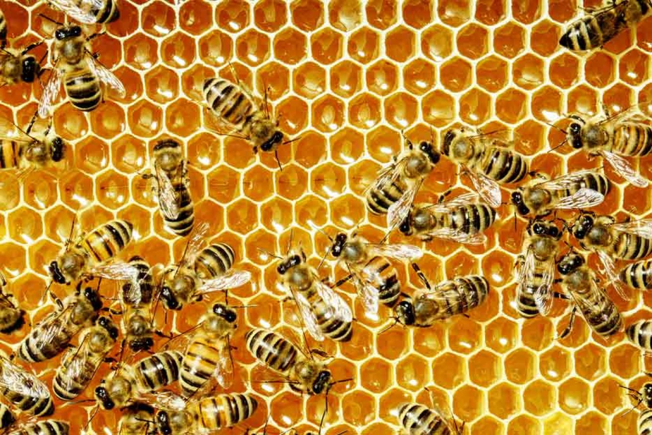 Bees and other insects pose a greater threat than snakes, spiders and jellyfish. Photo: www.shutterstock.com