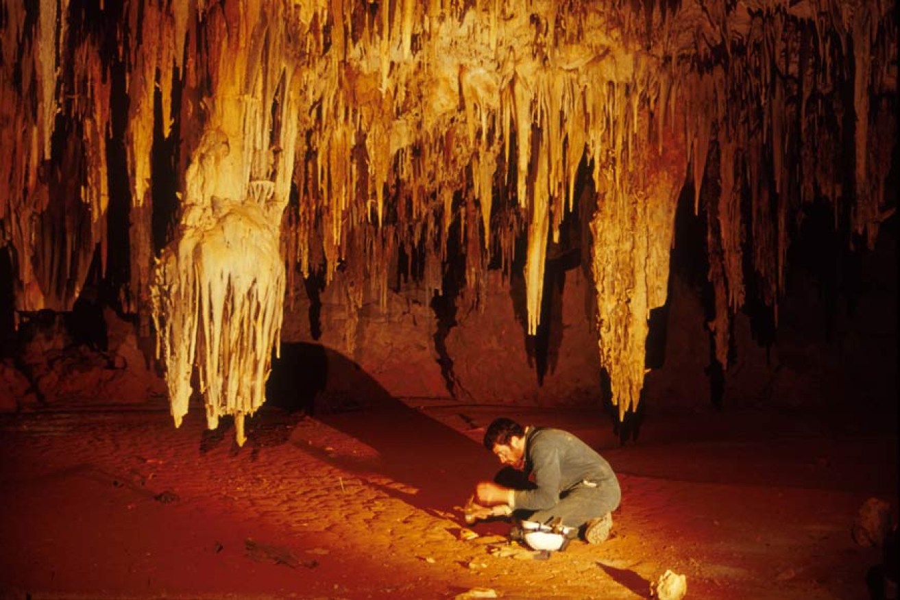 Associate Professor Gavin Prideaux excavating in the Thylacaleo Caves on the Nullarbor Plain last year. PHOTO: Clay Bryce/WA Museum