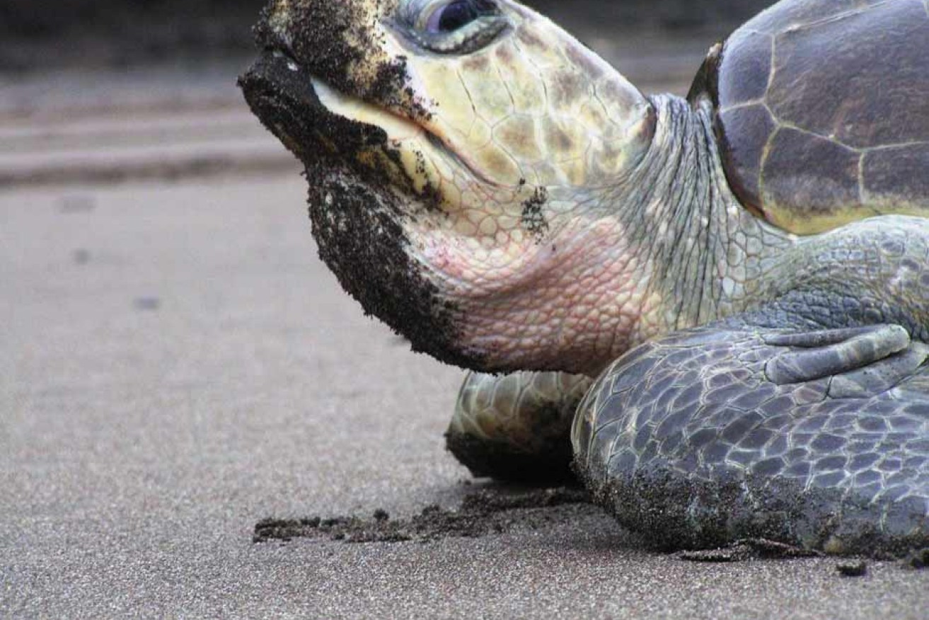 Olive ridley turtle. Photo: Jacinto Rodriguez