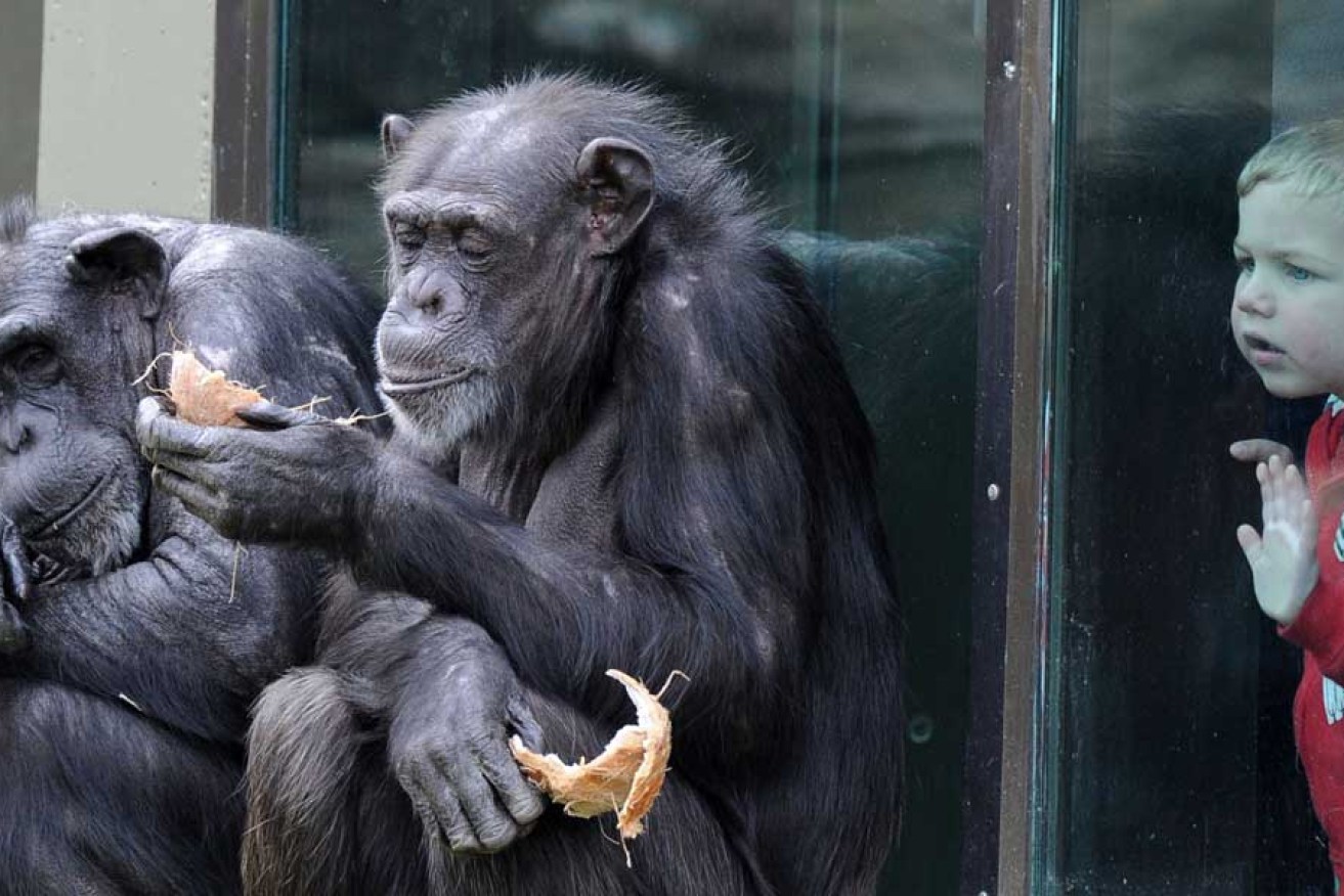 Chimpanzees have better short-term memory than humans.