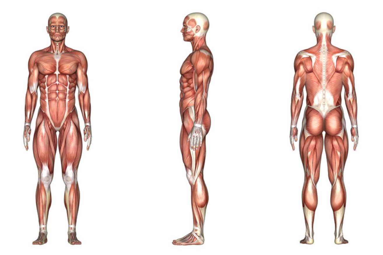 Human body from Shutterstock