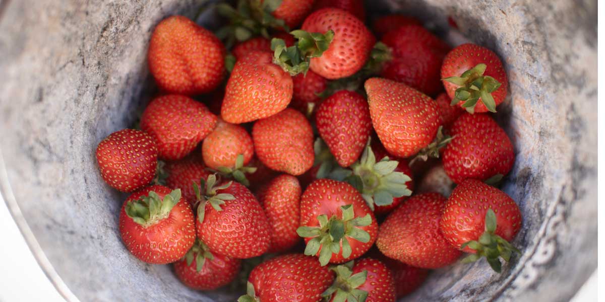 Beerenberg's strawberry picking season is open.