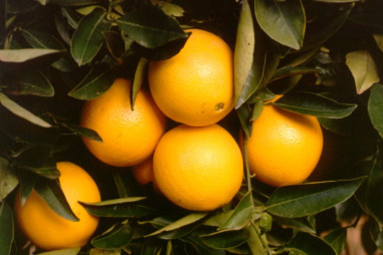 Another good season for citrus growers