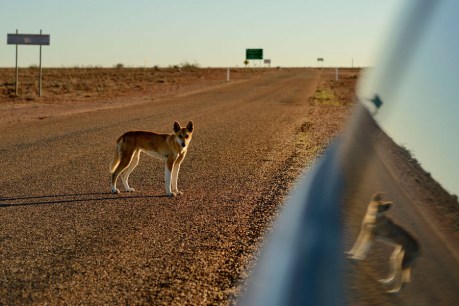 Will dingoes go the way of the Tassie tiger?