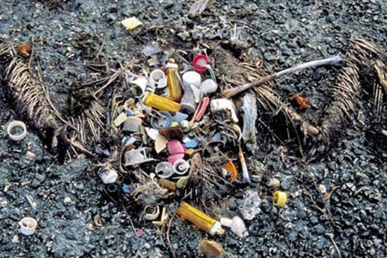 The remains of a Pacific sea bird showing the plastic debris that it had eaten.