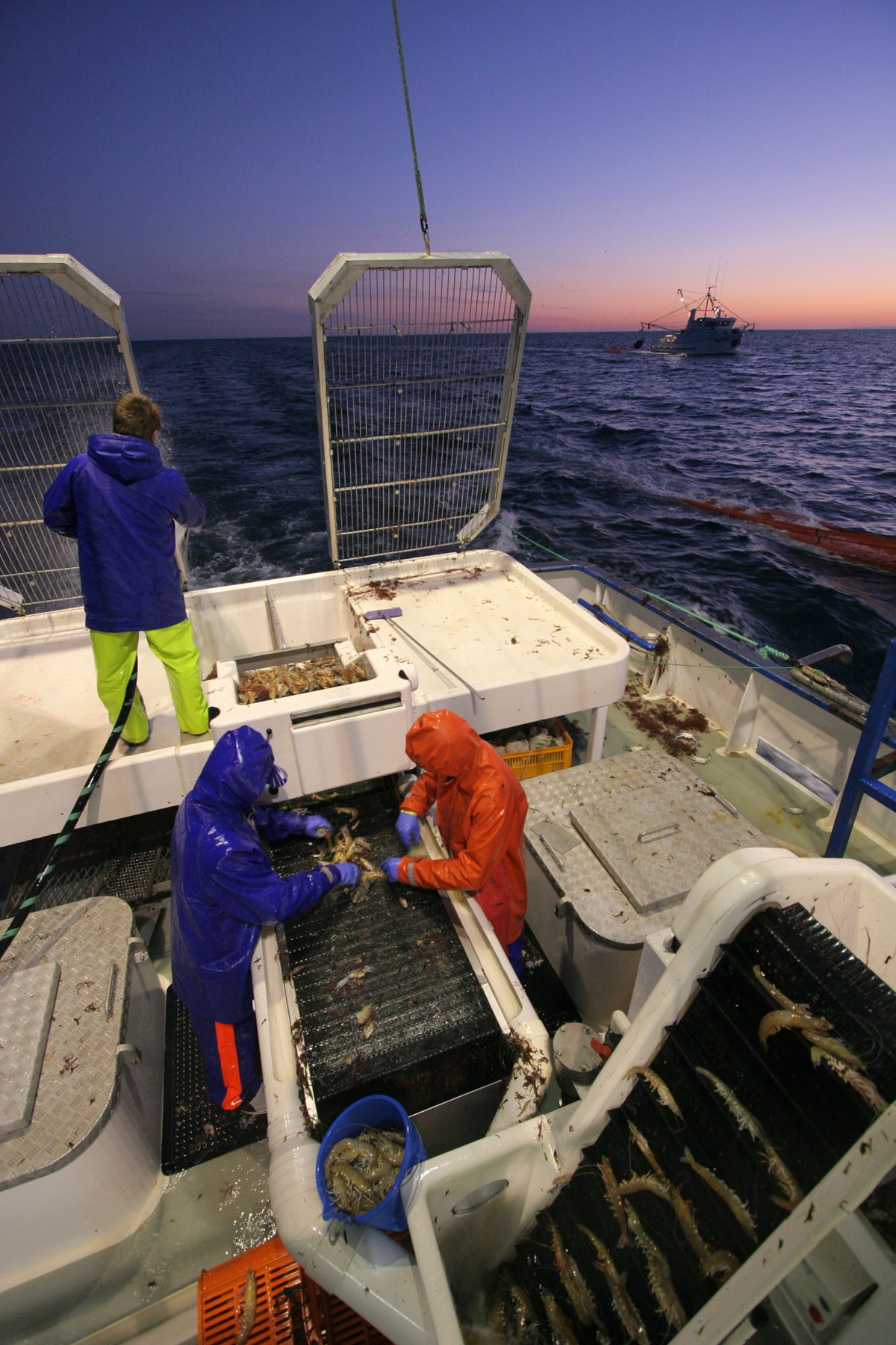 Spencer Gulf prawn trawlers in action.