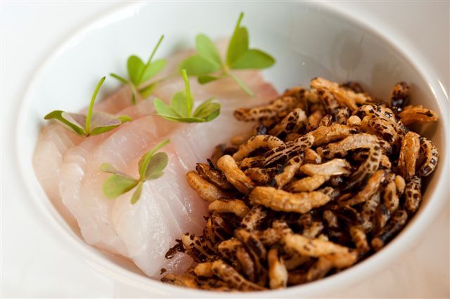 Pink snapper served with sausage tartare, wild rice and wood sorrel - Hentley Farm