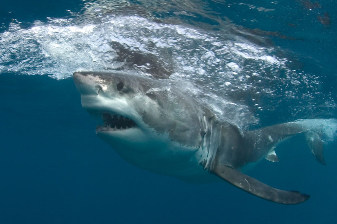 A Great White Shark near the Neptune Islands, in the entrance to Spencer Gulf. 
