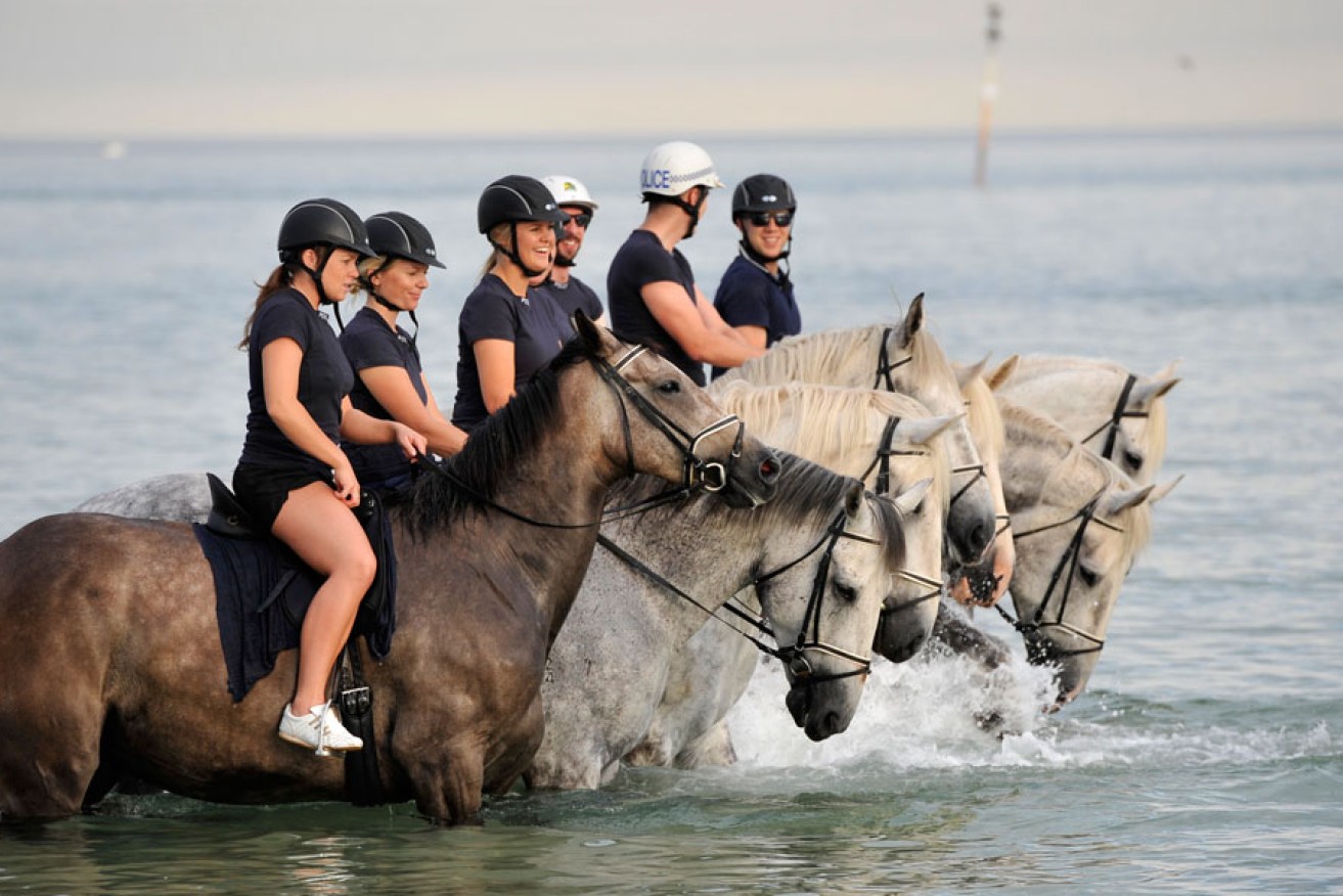 Beating the heat: officers take police horses for an early morning swim at Semaphore beach.
