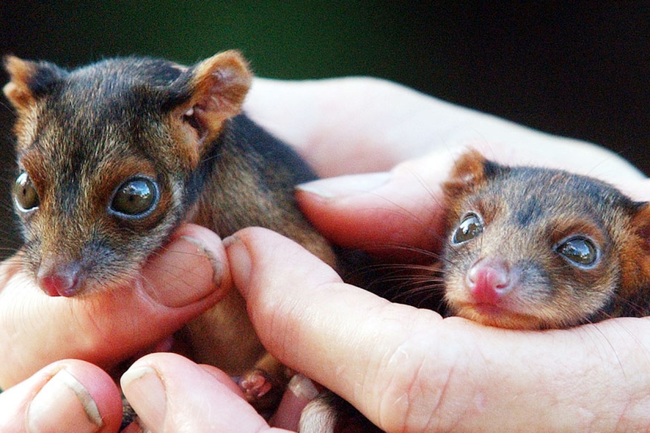 Ringtail possums: the species once lived on Eyre and Yorke peninsulas but became locally extinct quickly after European settlement.