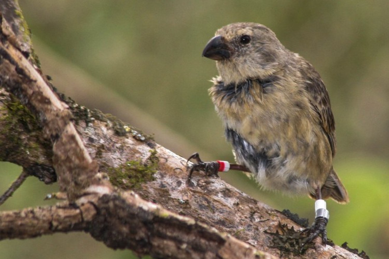 A Medium Tree Finch on the Galapagos island of Floreana