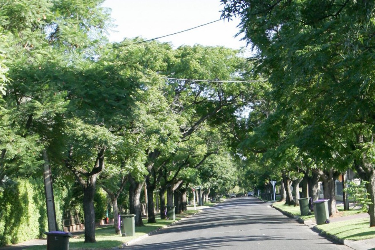 One of Adelaide's many tree-lined streets, this one in Toorak Gardens. Photo: InDaily