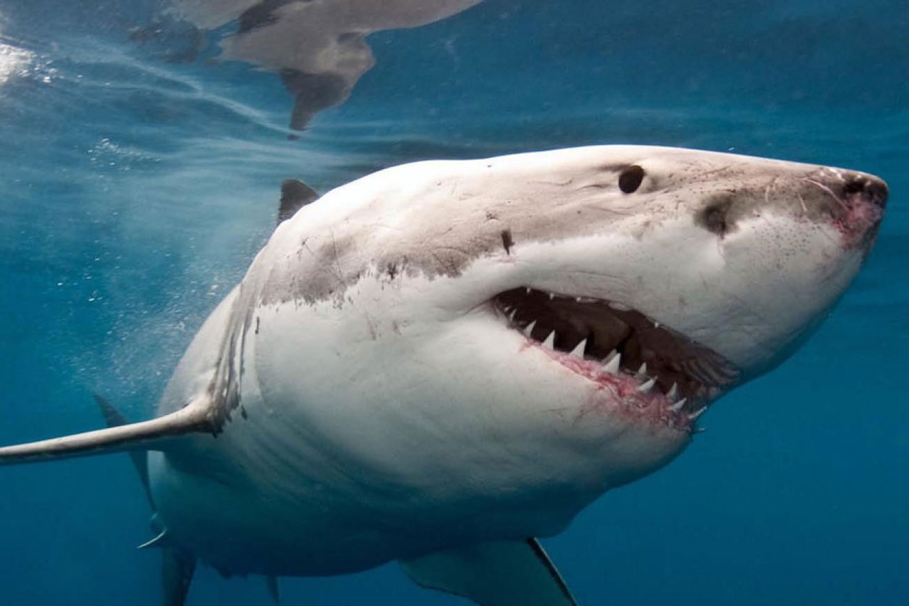 A great white shark off the coast of Western Australia.