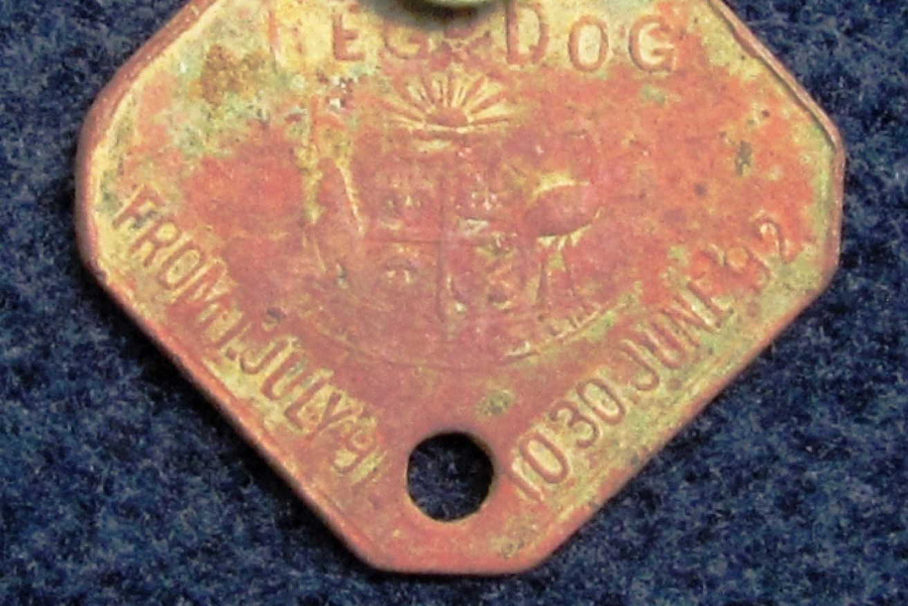 A dog registration tag for the year 1891-1892, registered in the District of Kapunda. Photo: Susan Arthure