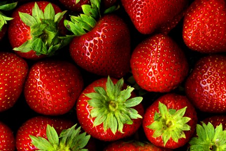 Not all strawberries are created equal