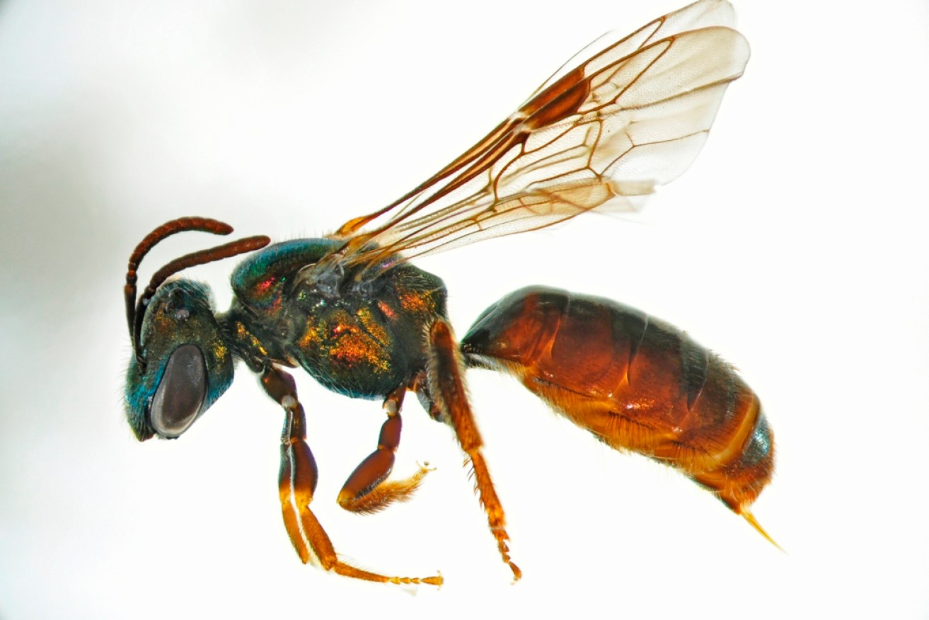 One of Fiji's bees: Halictidae Lasioglossum Homalictus fijiensis