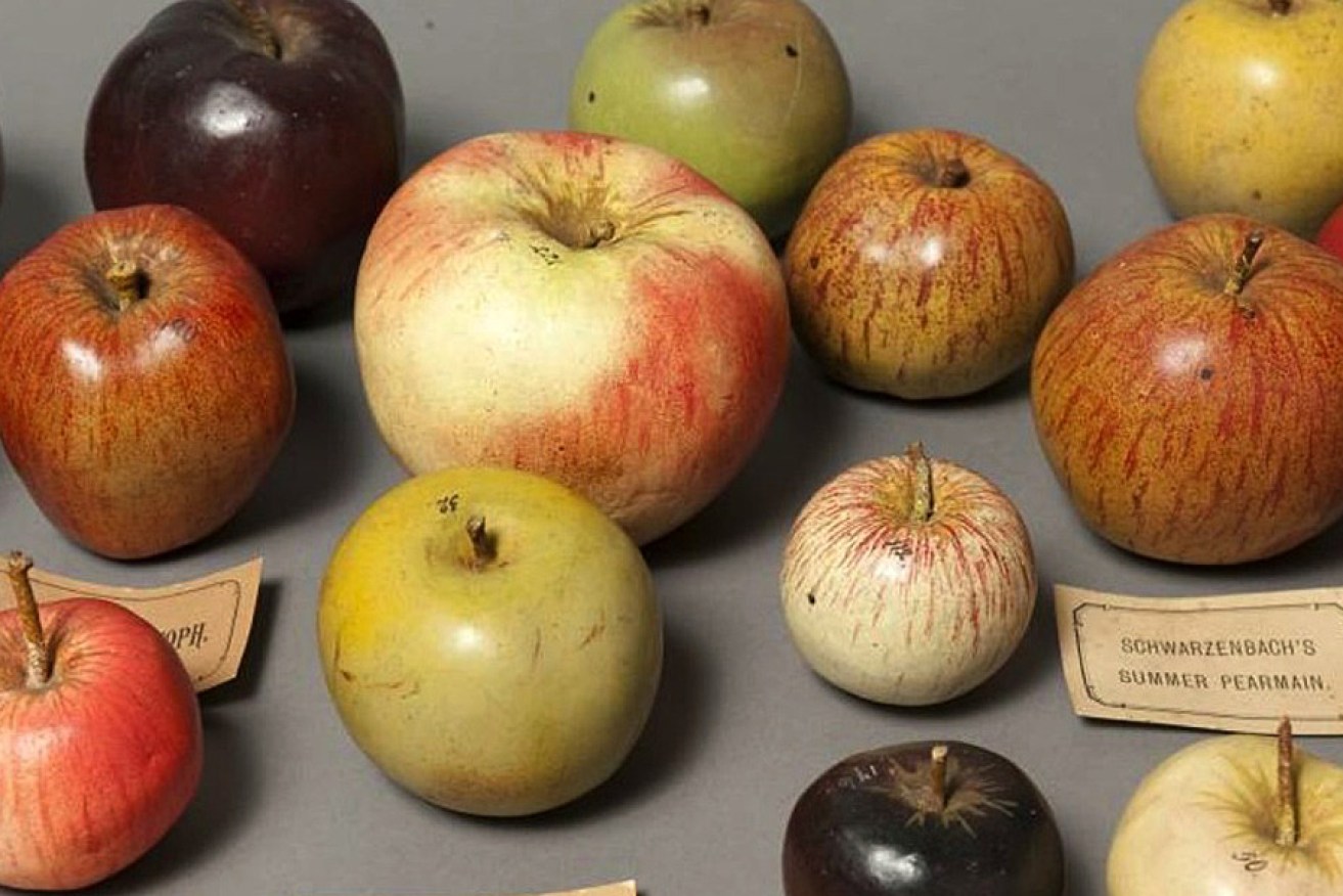 Model apples on display at the Museum of Economic Botany. 