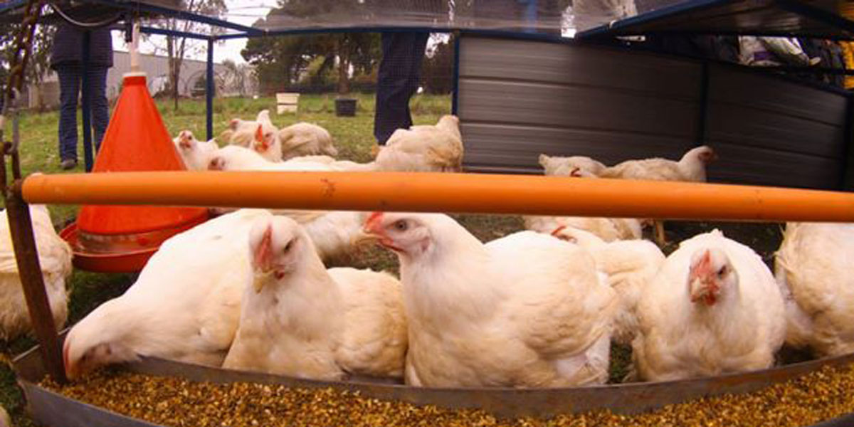 Savannah pastured chickens inside their mobile pen.