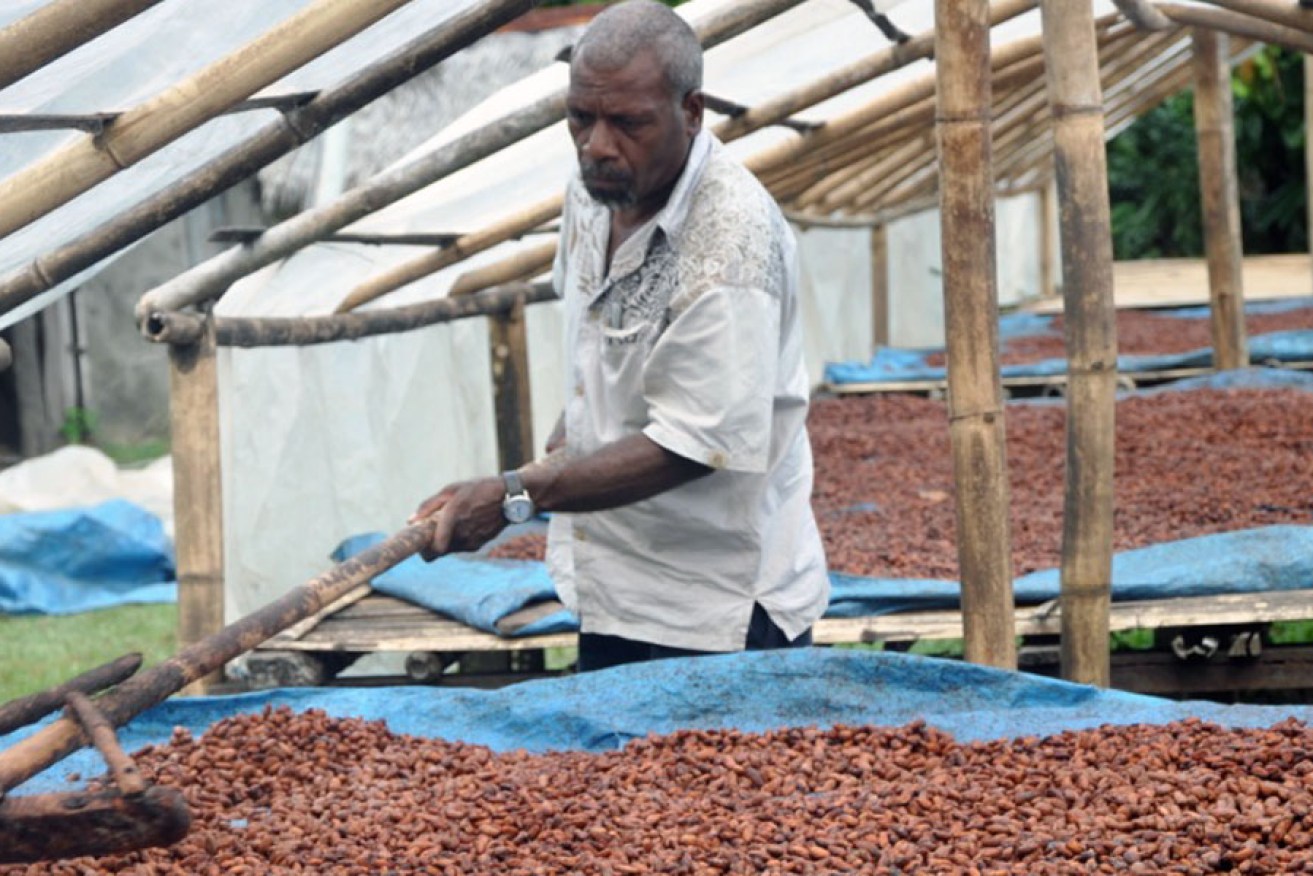 A cocoa grower on the Island of Makekula in Vanuatu drying cocoa beans. 