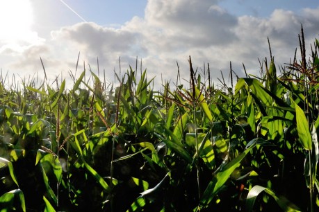SA crops beat the heat to bring in $1.6b yield