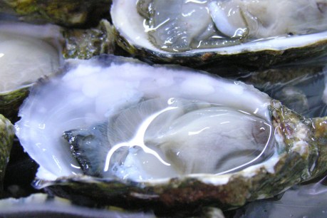 SA oyster farmers on alert against deadly virus