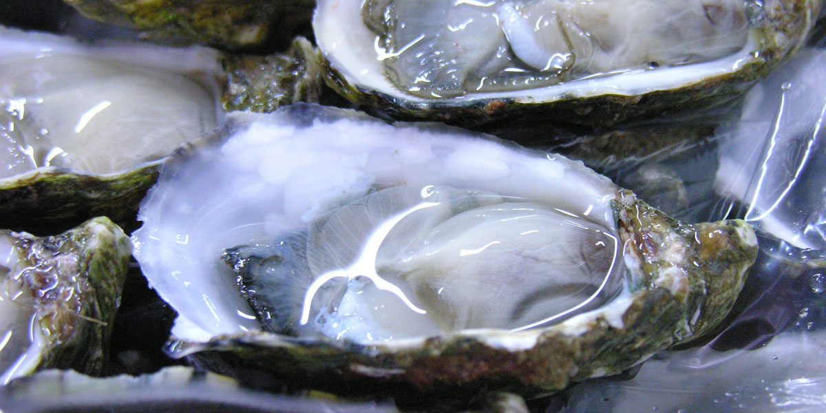 Gleaming, fresh South Australian oysters.