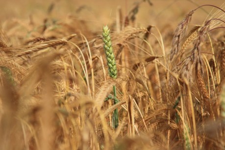 Wheat pest found in SA “can’t be eradicated”