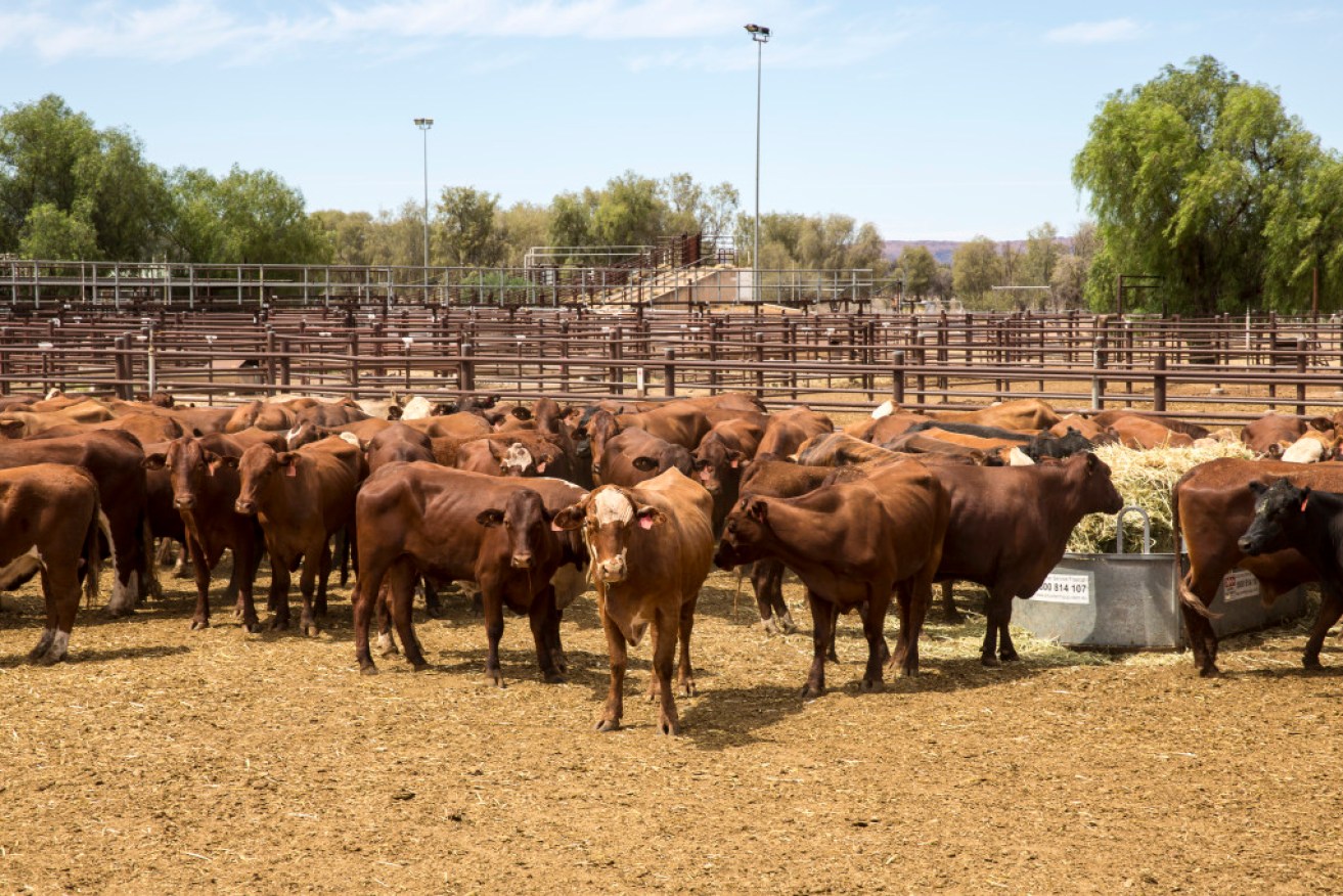 Elders says its profit has been underpinned by high cattle prices.