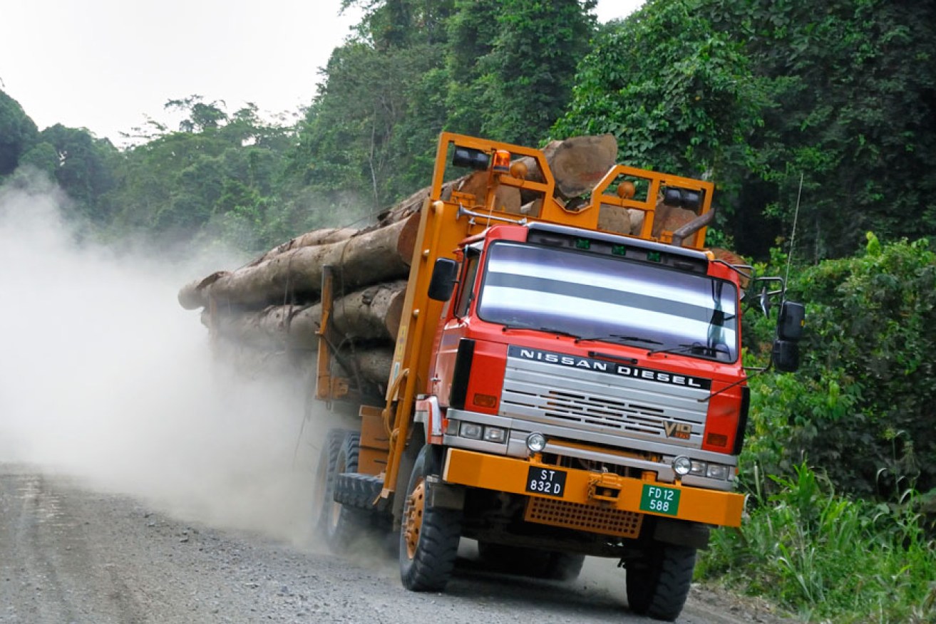 A truck carrying timber from a logging area near Malaysia's Danum Valley Conservation Area. 
