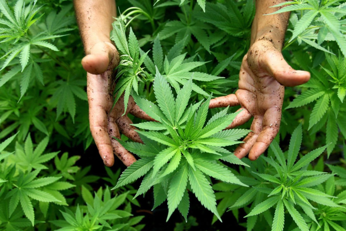 A worker tending a legal medical marijuana crop in Israel. 