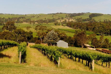 Funding cut ‘will hurt wineries vital to tourism’