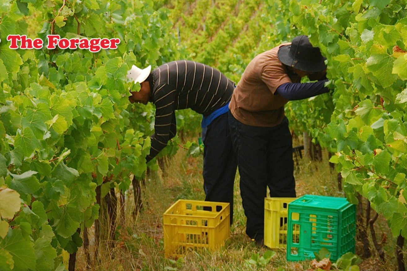Pickers at work on the Casa Freschi vines which produce some of the SA wine on the list at Jamie's Italian.