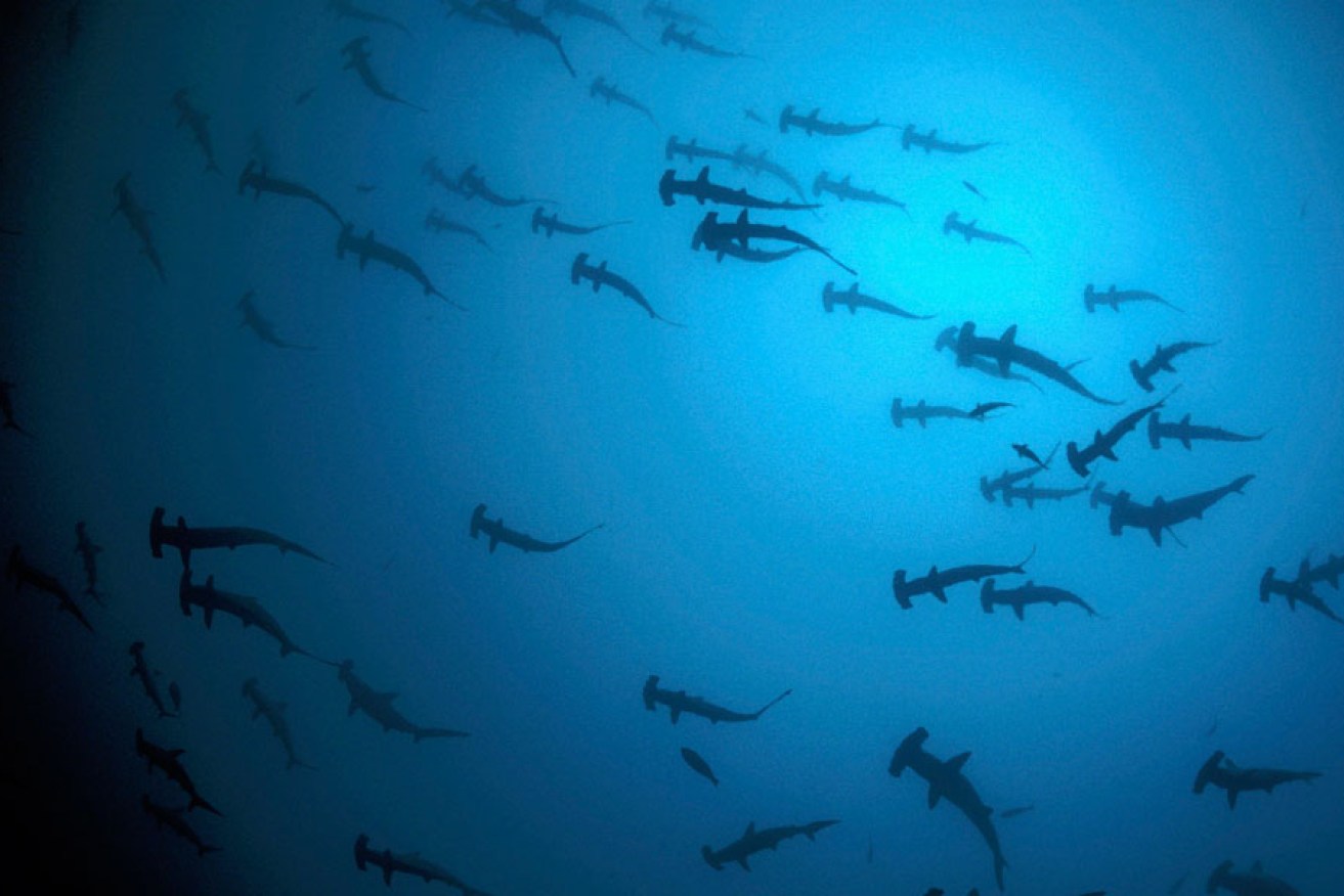 A school of Scalloped Hammerhead Sharks: the number of mammals, birds, reptiles, amphibians and fish across the globe has halved in four decades.