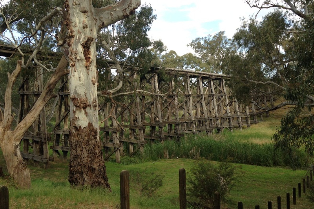 Gum trees with wooden railway bridge in Victoria.