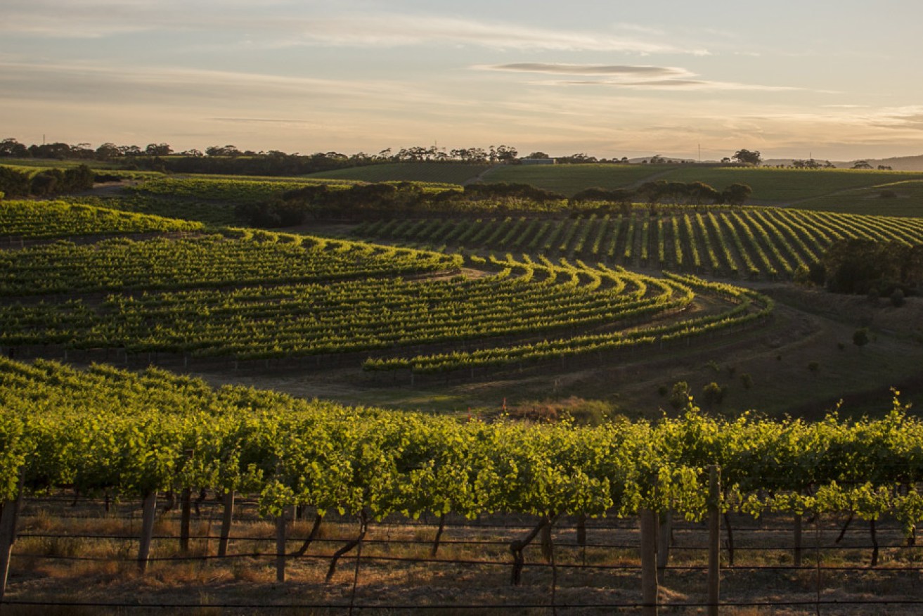 TWE's winemakers love the McLaren Vale grapes. Photo: AAP