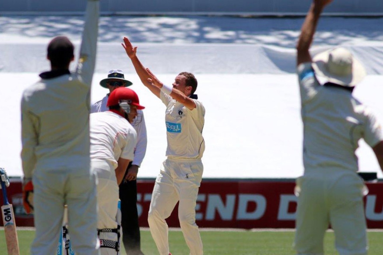 Peter Siddle traps Tom Cooper LBW. Photo: Peter Argent 