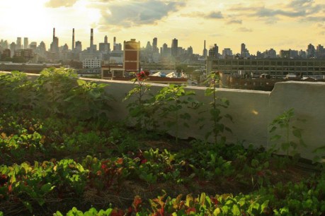 Film explores growth of urban farming