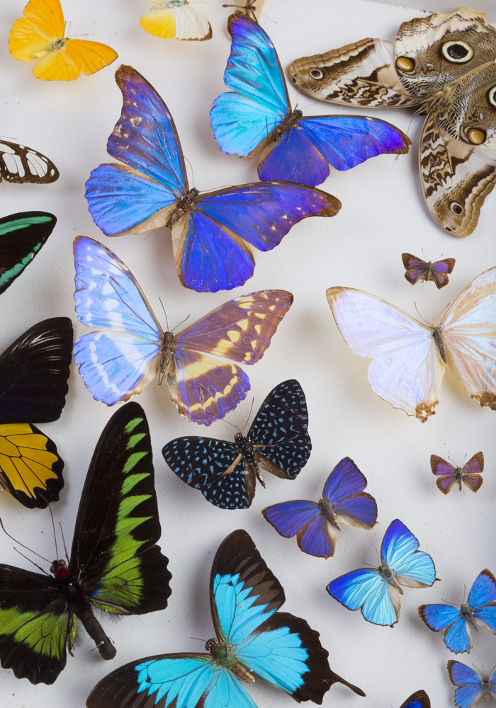 The iridescence exhibition features massed collections of spectacular iridescent insects.