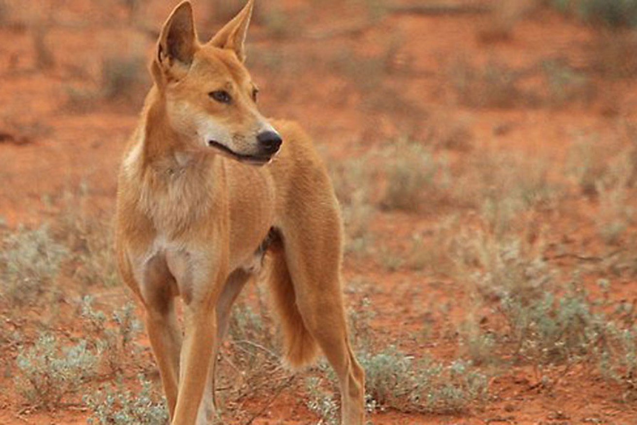 Dingoes can bring economic gains to graziers, says a new study.