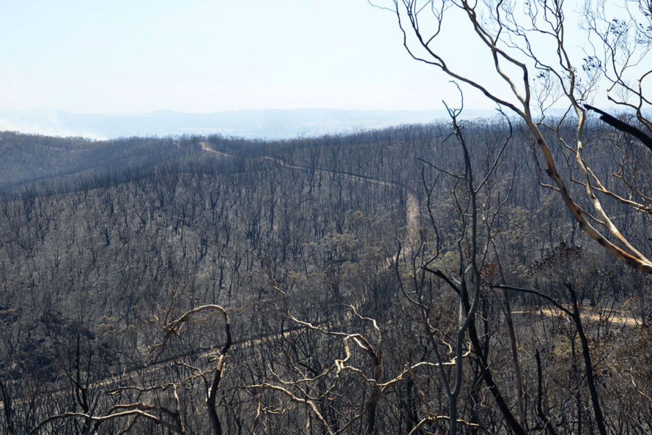 Burnt out land near Kersbrook after this year's Sampson Flat bushfire in the Adelaide Hills.