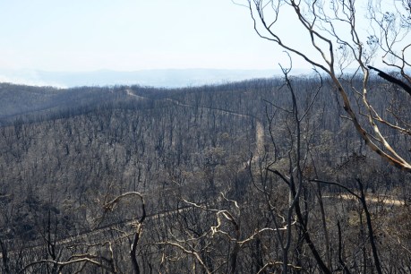 Severe bushfire risk for two SA districts
