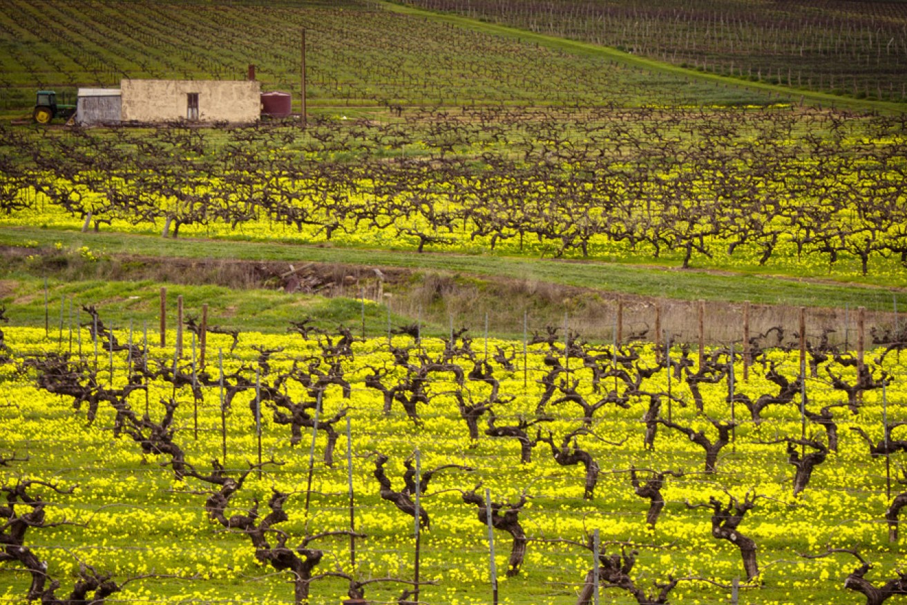 Winter vines in Clare Valley. Photo: Lachlan Swan / SATC