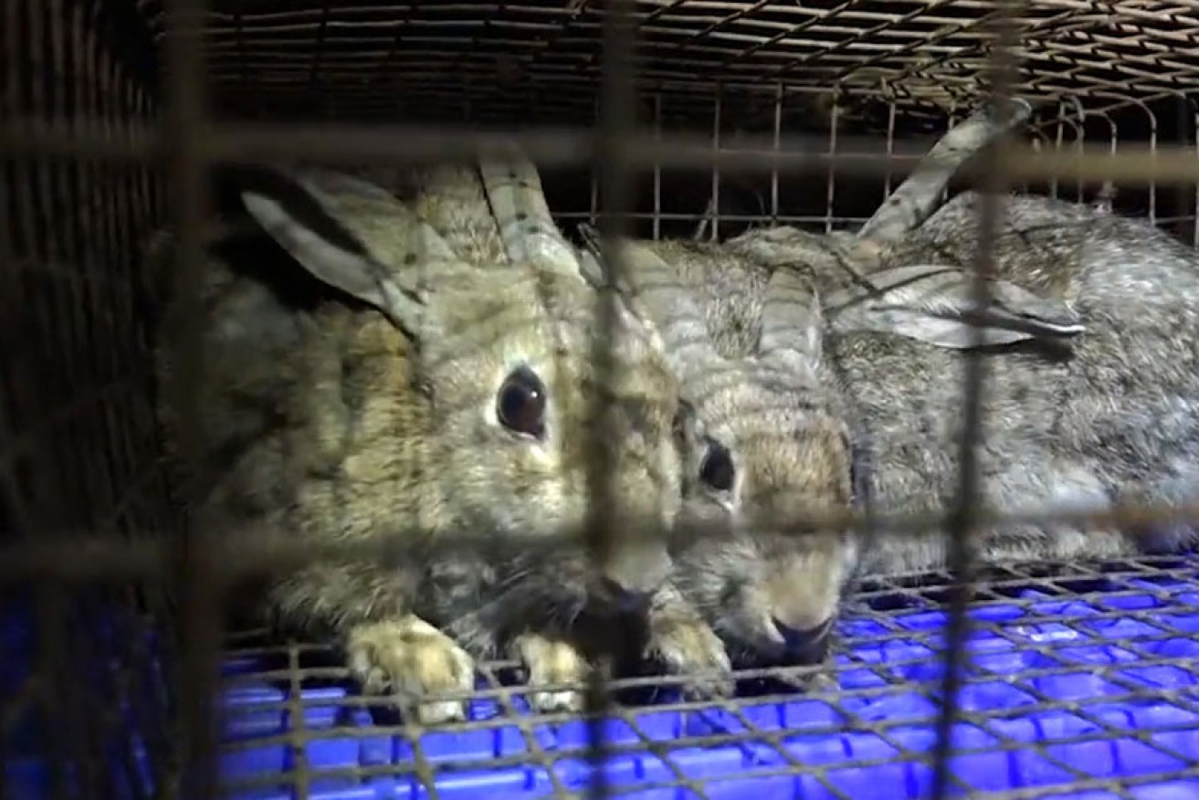 Caged rabbits to be used as live bait by a greyhound trainer - this photo was part of the Four Corners/Animals Australia investigation.