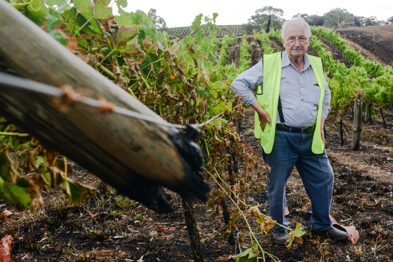 Grape grower Frank Baldasso will have to abandon his entire vintage. Photo: Nat Rogers/InDaily