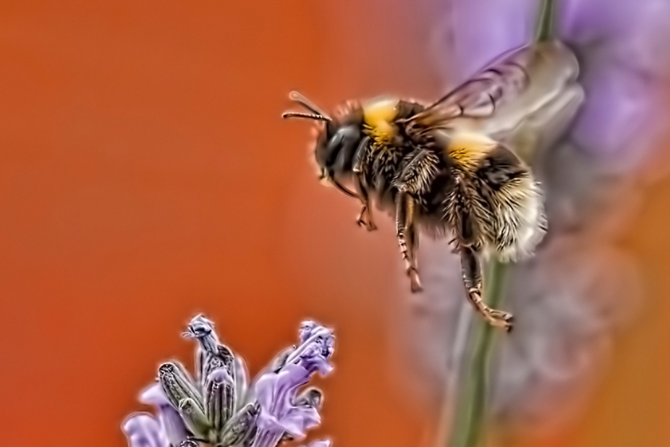 Flight of the bumblebee: Like music, wine conjures a symphony of feeling.