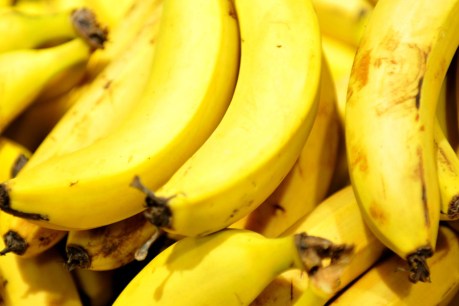 16,000 banana plants to be destroyed