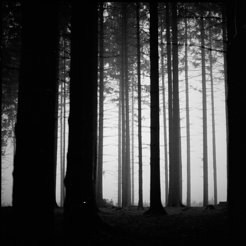 8_Creepy-forest-shot