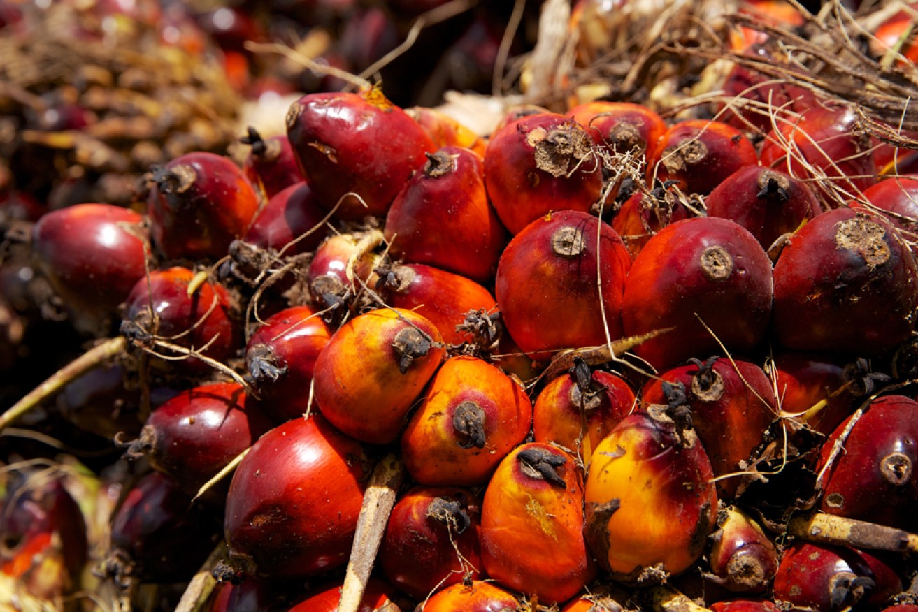 Refined oil produced from the kernel of this fruit is ‘unhealthy’, and its growth threatens endangered animals. Photo: Flickr/CIFOR