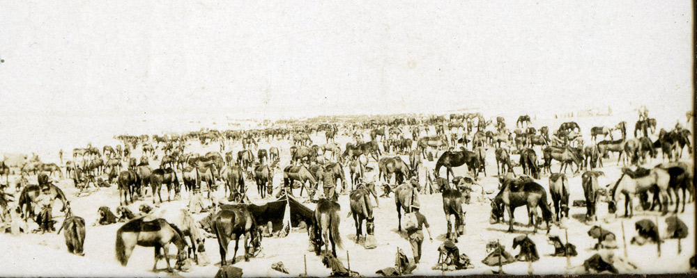 WWI-Egypt-horses